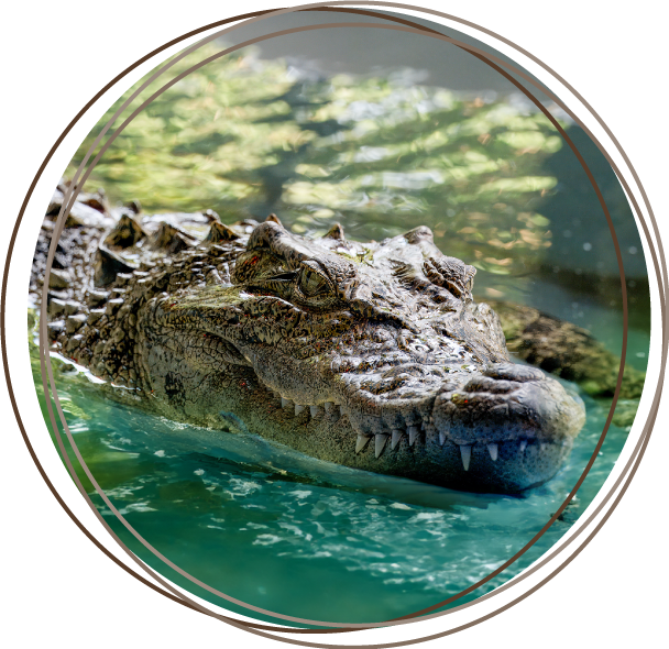 crocodile